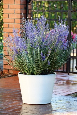 Блю Стилл (Perovskia atriplicifolia Blue Steel) 2922