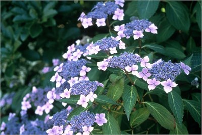 Блюбёрд (Hydrangea serrata Bluebird) 2943