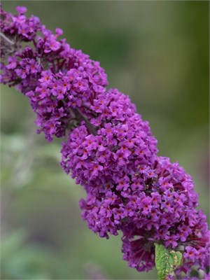 Бордер Бьюти (Buddleja davidii Border Beauty) 2952