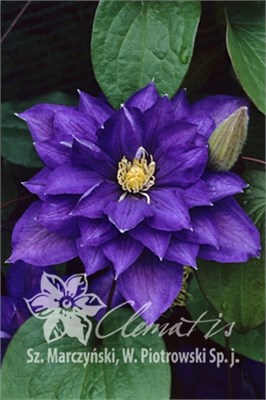 Бьюти оф Ворчестер (Clematis Beauty of Worcester) 2966
