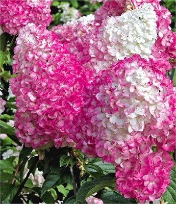 Ванилле Фрайз (Hydrangea paniculata Vanille Fraise) 2975
