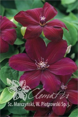 Вестерплатте (Clematis Westerplatte) 2993
