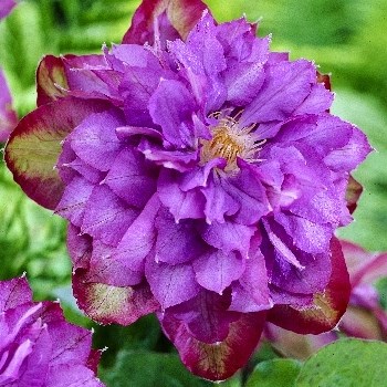 Вивиан Пеннел (Clematis Vyvyan Pennell) 2995