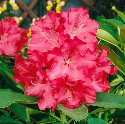 Вилгенс Руби (Rhododendron Wilgen's Ruby) 3032