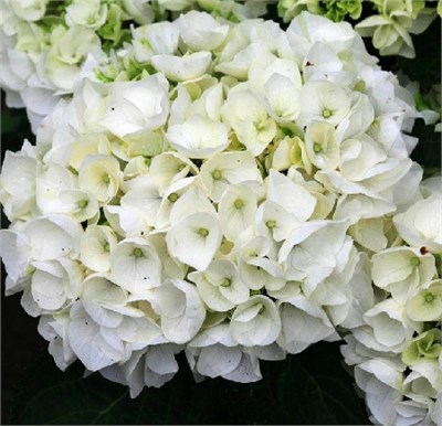 Вуду (Hydrangea macrophylla Wudu) 3069