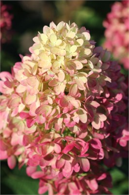 Гарденлайт Пинклайт (Hydrangea paniculata Pinklight) 3070