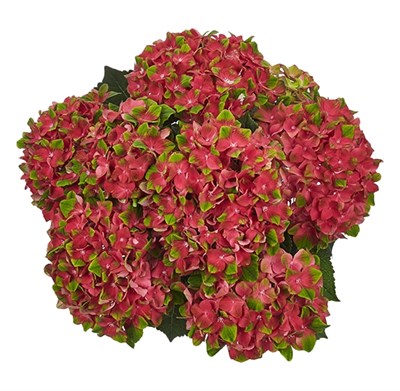 Глосси Липс (Hydrangea macrophylla Glossy Lips) 3113