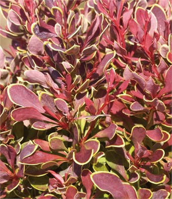 Голден Руби (Berberis thunbergii Golden Ruby) 3138