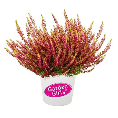 Голден Энджи (Calluna vulgaris Golden Angie) 3142