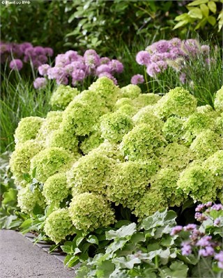 Граундбрейкер Грини (Hydrangea paniculata Hydrangea paniculata Groundbreaker Greeny) 3163
