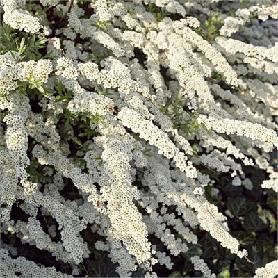 Грефшейм (Spiraea cinerea Grefsheim) 3178