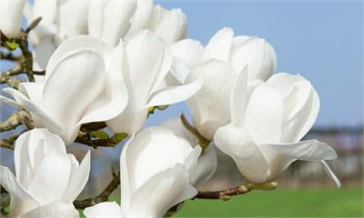 Дабл Диамонд (Magnolia Double Diamond) 3202