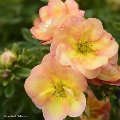 Дабл Панч Пич (Potentilla fruticosa Double Punch Peach) 3205