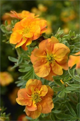 Дабл Панч Танго (Potentilla fruticosa Double Punch Tango) 3206