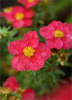 Данни Бой (Potentilla fruticosa Danny Boy) 3215