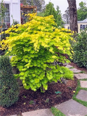 Джордан (Acer shirasawanum Jordan) 3241