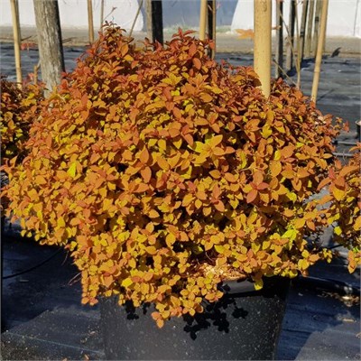 Дзен Спирит Карамель (Spiraea japonica Zen Spirit Caramel) 3243