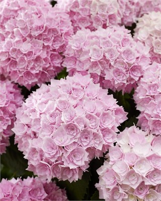 Доппио Розато (Hydrangea macrophylla Doppio Rosato) 3254