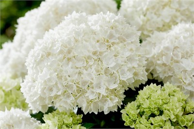 Доппио Фредо (Hydrangea macrophylla Doppio Fredo) 3255