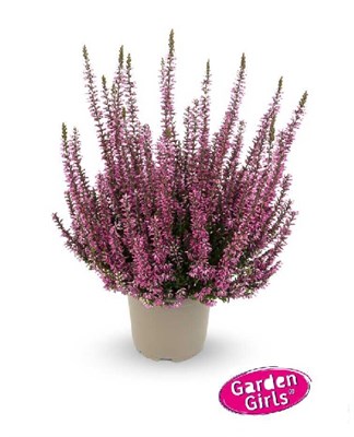 Дунья (Calluna vulgaris Dunja) 3258