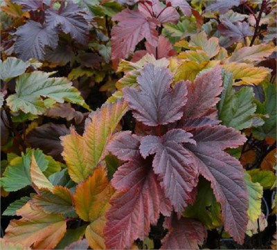 Ждеховице (Physocarpus opulifolius Zdechovice) 3265