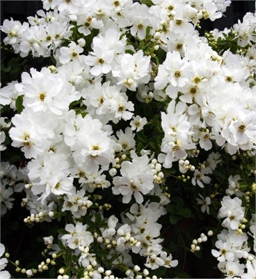 Зе Брайд (Exochorda macrantha The Bride) 3268