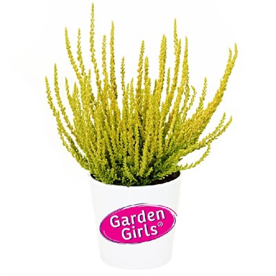 Зельда (Calluna vulgaris Zelda) 3271