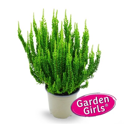Зива (Calluna vulgaris Ziva) 3274