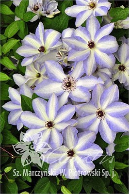 Иван Олссон (Clematis Ivan Olsson) 3281