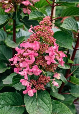 Инфинити , Living® (Европа) (Hydrangea paniculata Infinity) 3289
