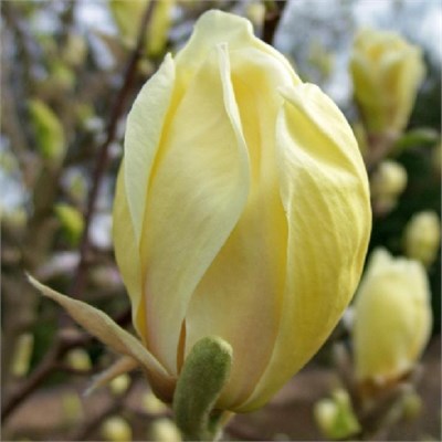 Йеллоу Лантерн (Magnolia Yellow Lantern) 3292
