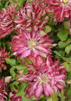 Каен (Clematis Kaen) 3297