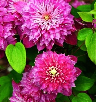 Кайзер (Clematis Kaiser) 3299