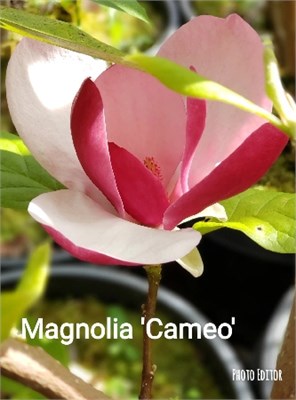 Камео (Magnolia Cameo) 3300