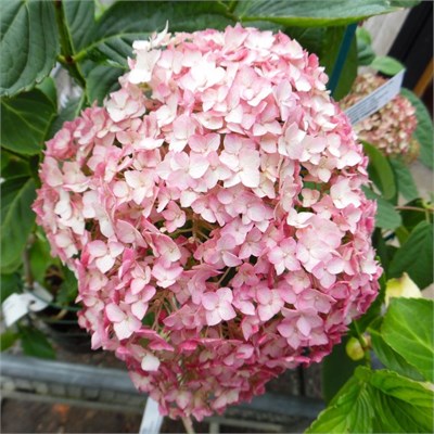 Кандибелле Баблгам (Hydrangea arborescens Candybelle Bubblegum) 3301