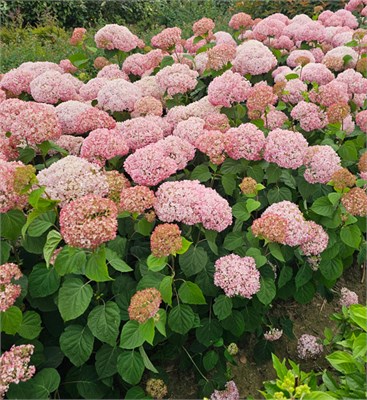 Кандибелле Стендап Пинк (Hydrangea arborescens Candybelle Stand Up Pink) 3308