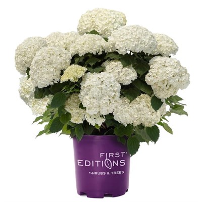 Кандибелле Стендап Уайт (Hydrangea arborescens Candybelle Stand-up white) 3310