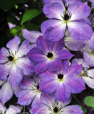 Клаудбёрст (Clematis Cloudburst) 3334