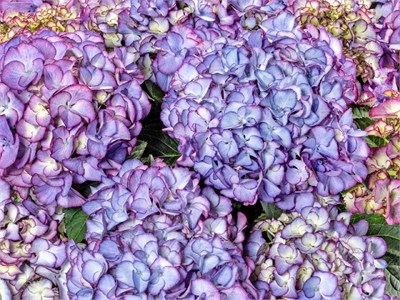 Код Роуз Пурпл (Hydrangea macrophylla Code Rose Purple) 3340