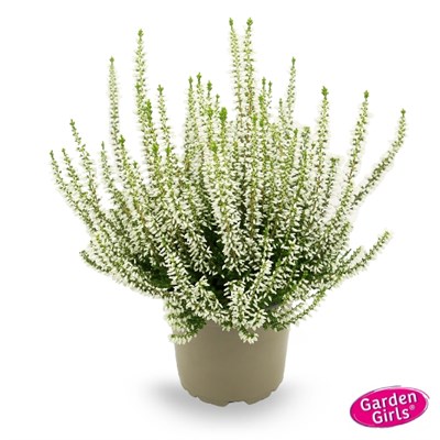 Коко (Calluna vulgaris Coco) 3341