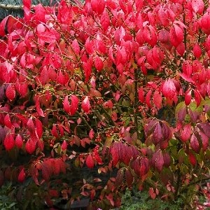 Компактус (Euonymus alatus Compactus) 3358
