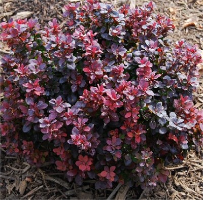 Конкорд (Berberis thunbergii Concorde) 3365