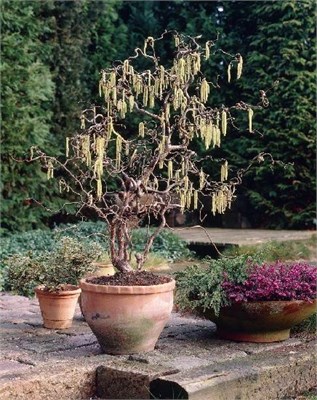 Конторта (Corylus avellana  Contorta) 3368