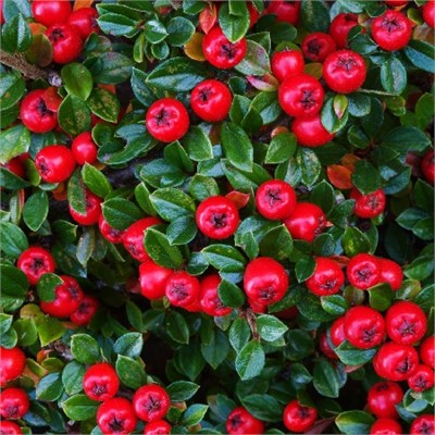 Корал Бьюти (Cotoneaster suecicus Coral Beauty) 3370