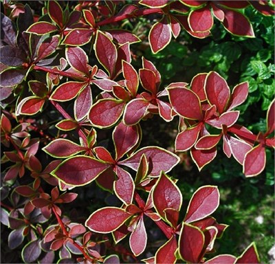 Коронита (Berberis thunbergii Coronita) 3373