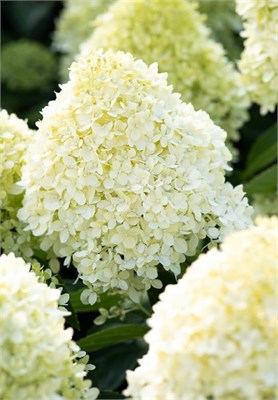 Коттон Крем , Living® (Европа) (Hydrangea paniculata Cotton Cream) 3374