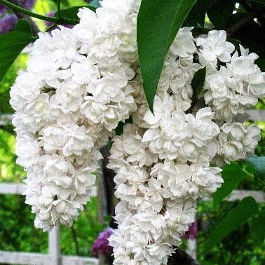 Красавица Москвы (Syringa vulgaris Beauty of Moscow) 3380