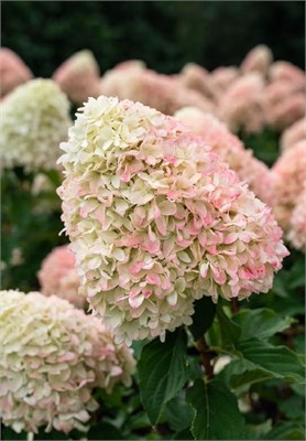 Кэнди Лав , Living® (Европа) (Hydrangea paniculata Candy Love) 3385