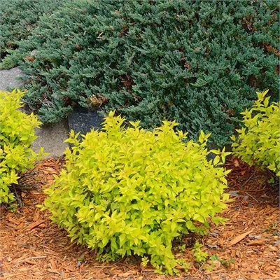 Лайм Стар (Berberis thunbergii Lime Star) 3393