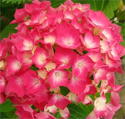Лёйхфейер (Hydrangea macrophylla Leuchtfeuer) 3405